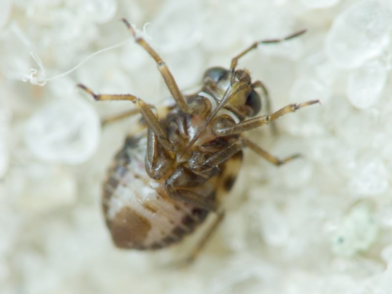 Saldidae Amyot & Serville, 1843